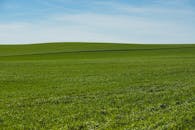 Sunny Green Field Under Clear Blue Sky