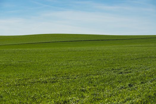 deep green grass field