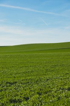 deep green grass field