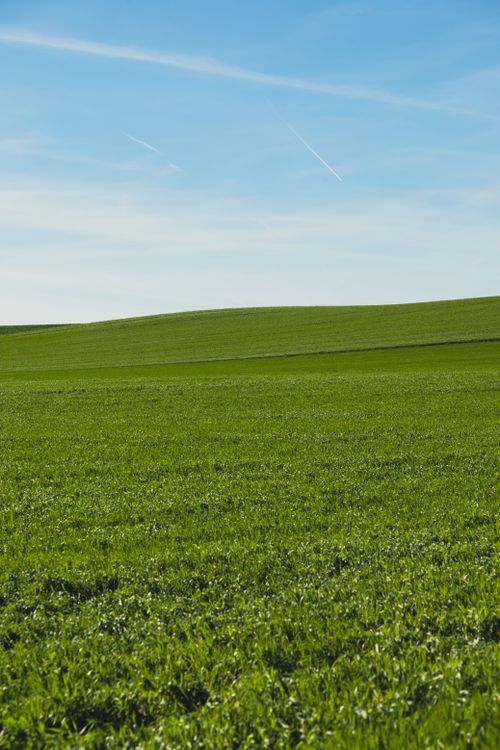 Lush Green Field Under Clear Blue Sky · Free Stock Photo