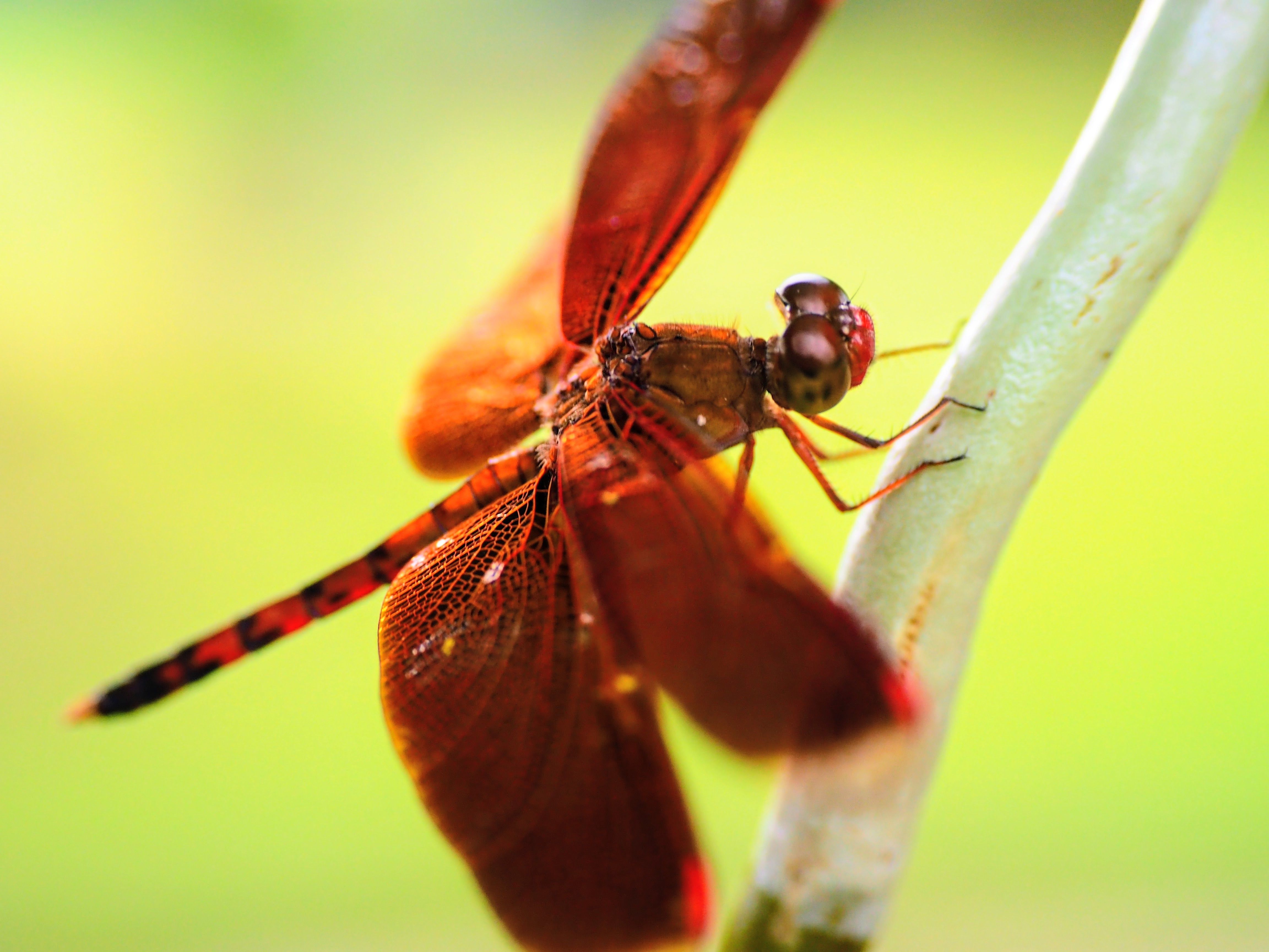 Close-up of a Dragonfly Perched on a Branch in Indonesia · Free Stock Photo