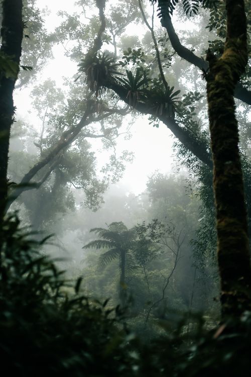 Free Explore a serene, misty forest in Minas Gerais, Brazil, showcasing lush greenery and tranquil beauty. Stock Photo
