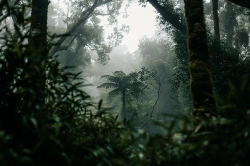 Free Lush misty forest scene in Minas Gerais, Brazil, showcasing nature's beauty with rich greenery. Stock Photo