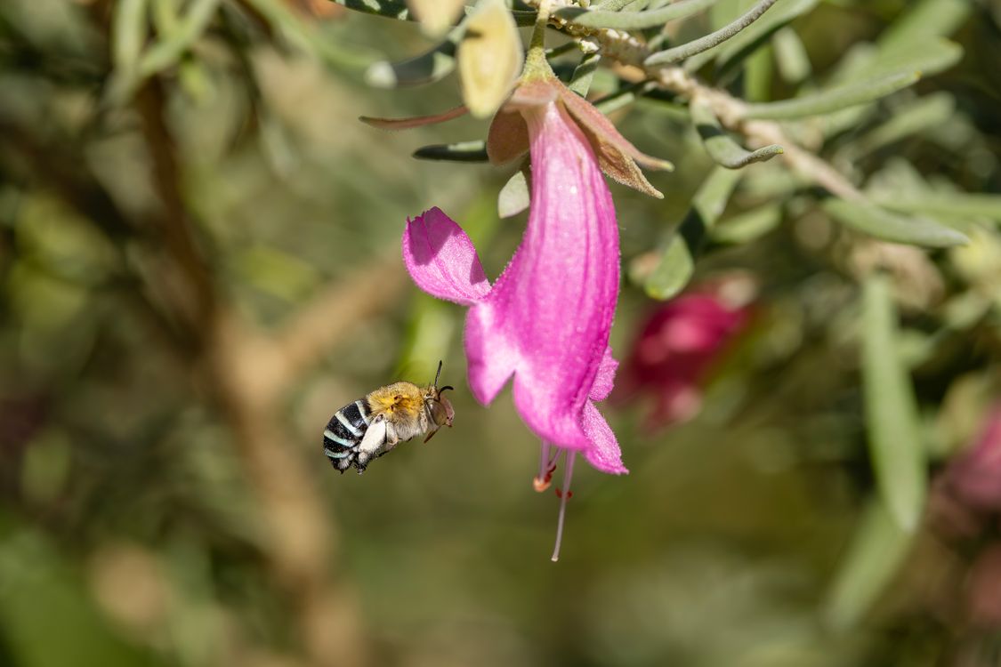 Blue-Banded Bee Pollinating Pink Flower in Australia · Free Stock Photo