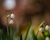 Close-up of Spring Leucojum Flowers in Bloom