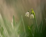Delicate Leucojum Flowers in Springtime Light
