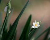 Close-up of Leucojum in Bloom During Spring