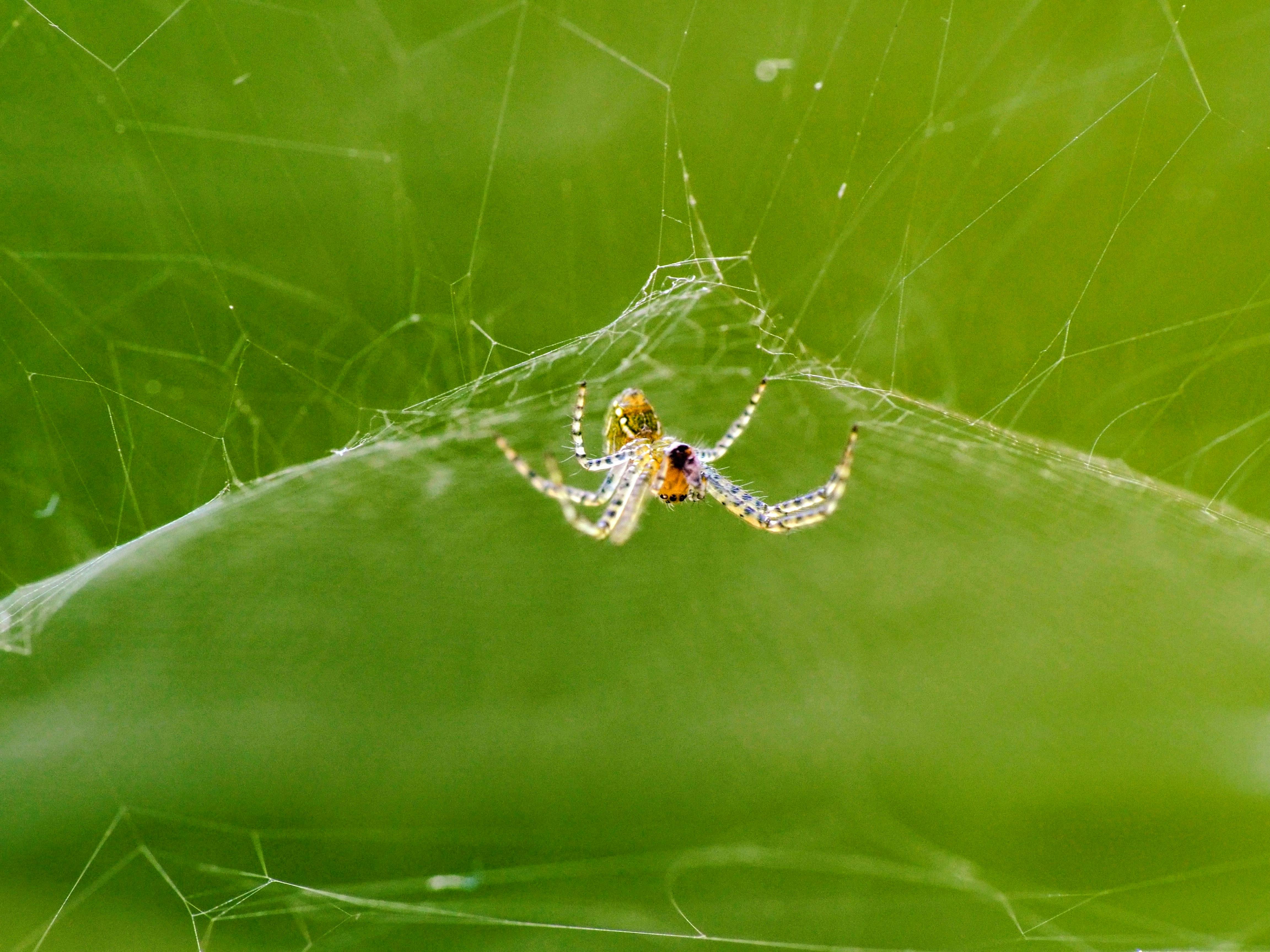 Gratis Tampilan detail seekor laba-laba di jaringnya di lingkungan taman hijau, Jawa Barat. Foto Stok