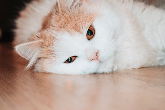 一只蓬松的家猫正舒适地躺在木地板上