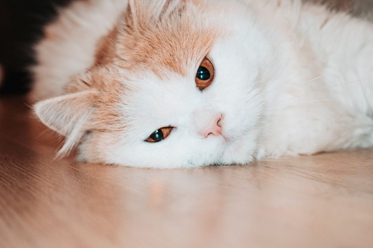 Chat qui respire vite : causes possibles - Pourquoi mon chat respire vite ? Les causes physiologiques
