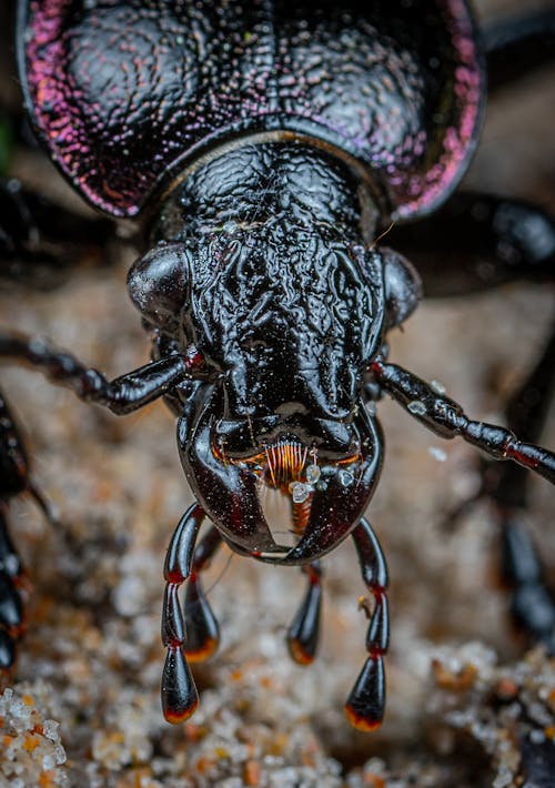 Close-Up Photo of Beetle