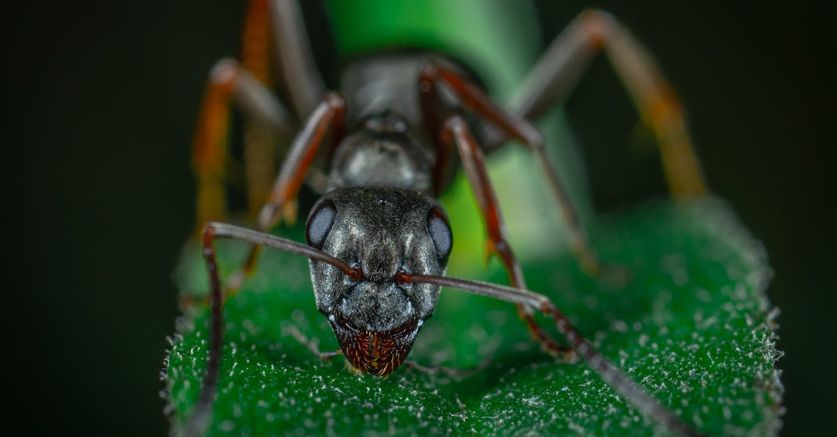 Close-Up Photo Of Red Ant