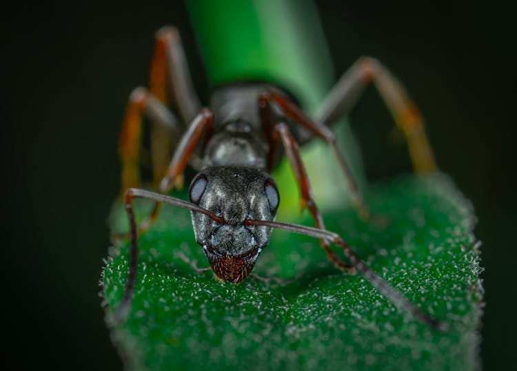 Close-Up Photo Of Red Ant