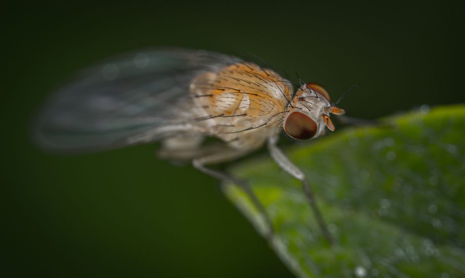 Flying Insect Cargo Color Black and Red Flying Insect Perched on Green Leaf · Free Stock Photo