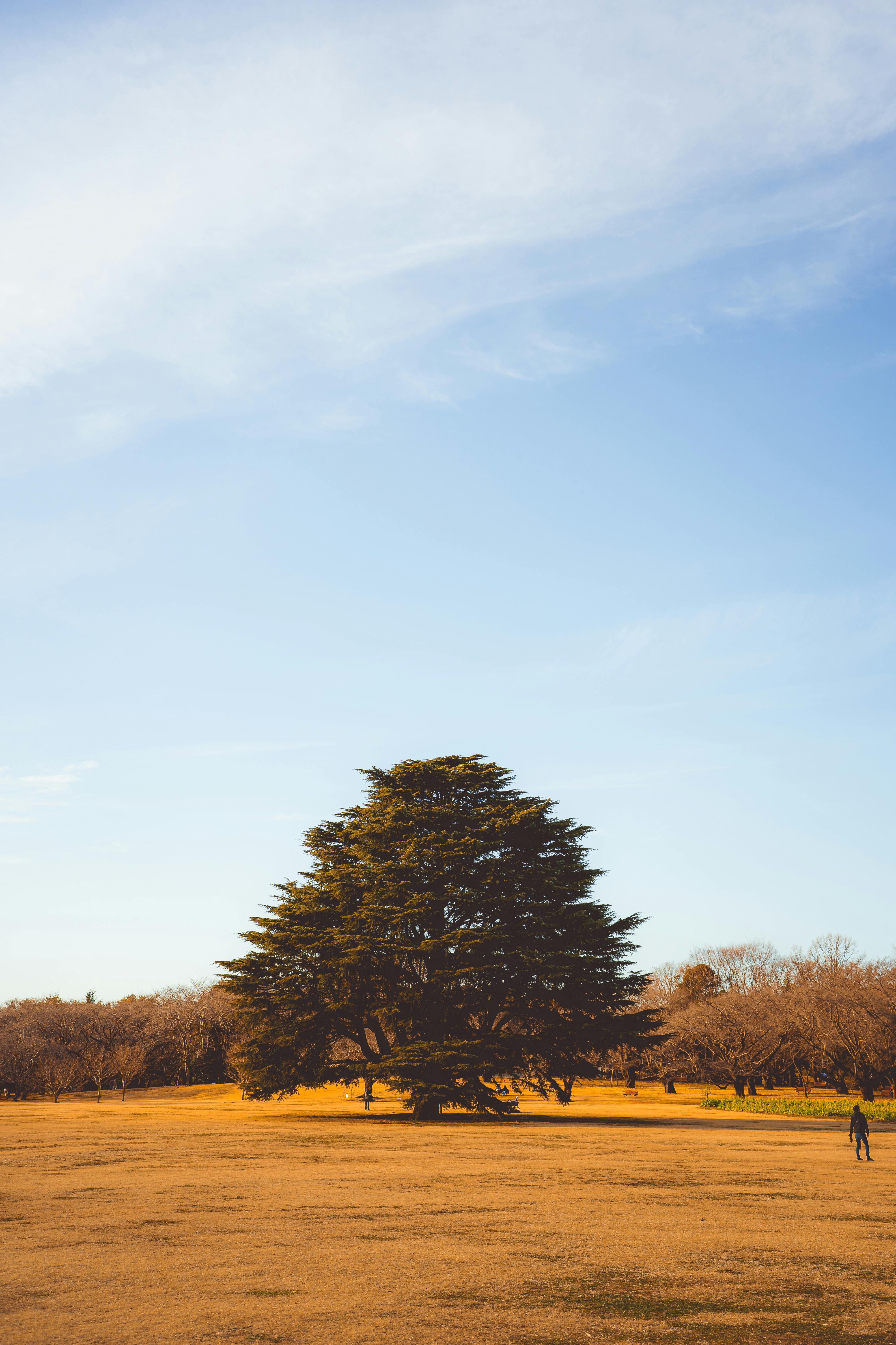 Ücretsiz Tokyo'da uçsuz bucaksız bir sonbahar tarlasında, yalnız bir ağaç görkemli bir şekilde yükseliyor. Masmavi gökyüzü ve doğal güzellik. Stok Fotoğraflar