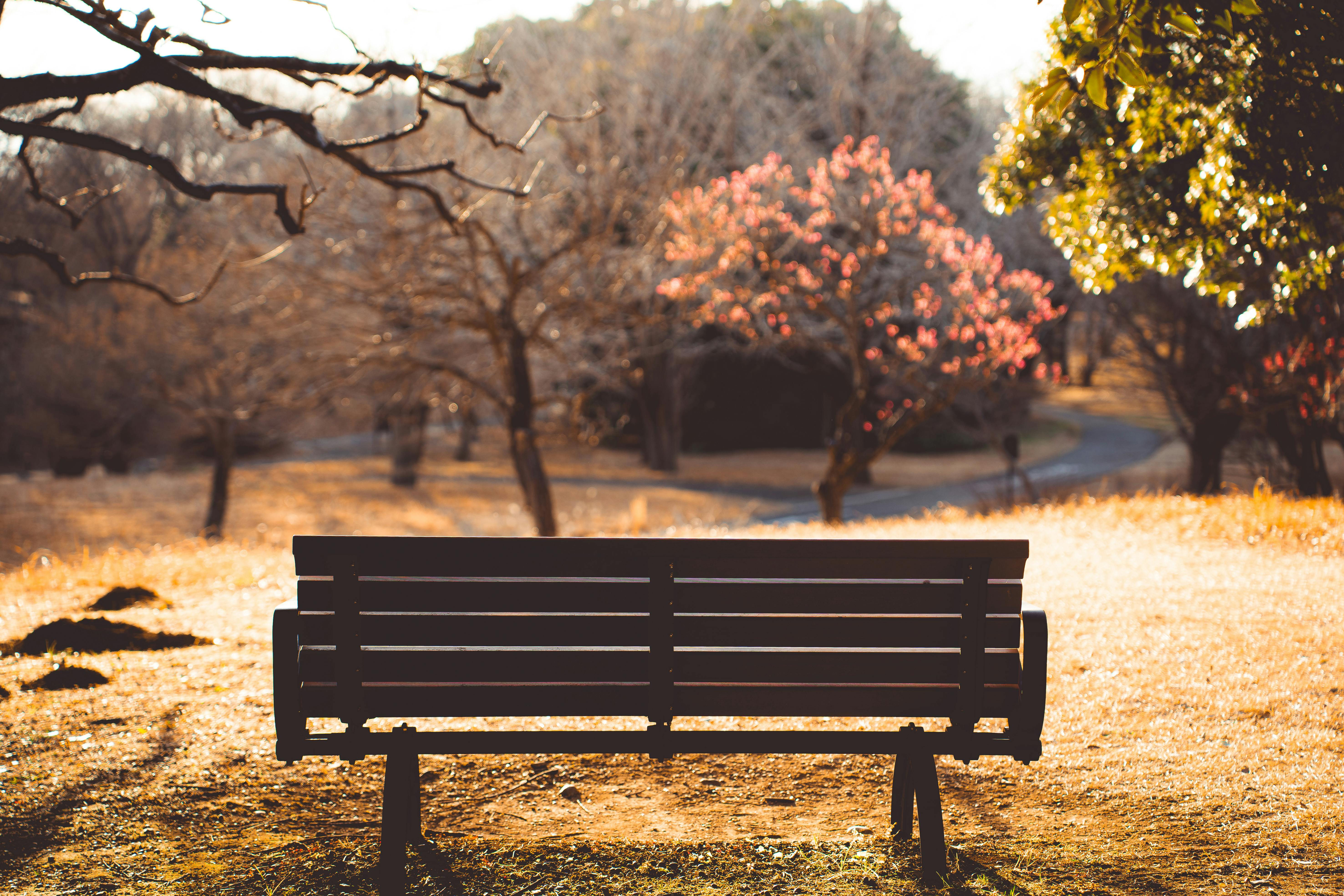 Bezpłatne Spokojny jesienny krajobraz w parku w Tokio z pustymi ławkami i żywą zielenią. Zdjęcie z galerii