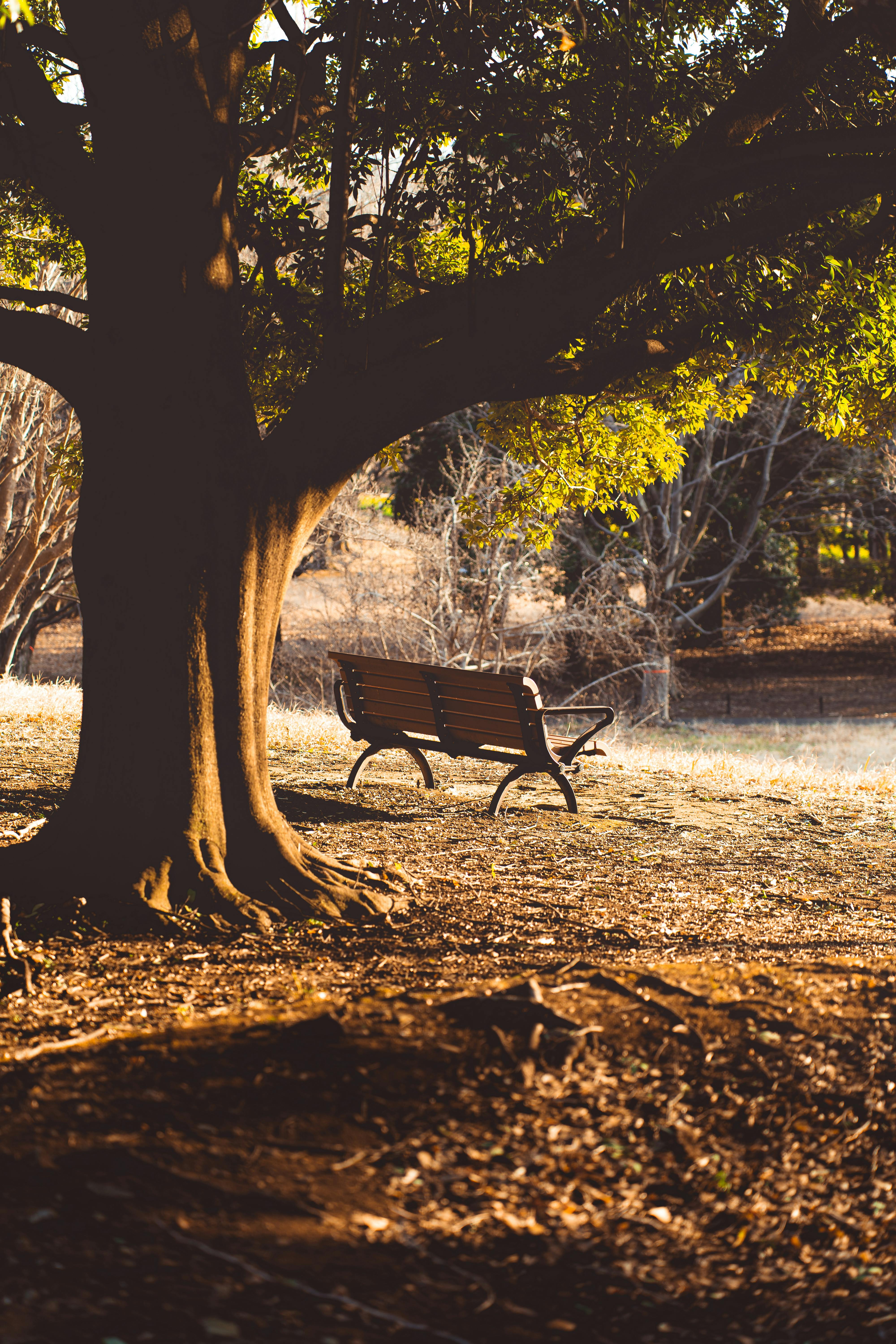 Bezpłatne Spokojny, jesienny widok parku w Tokio z pustą ławką pod dużym drzewem. Zdjęcie z galerii