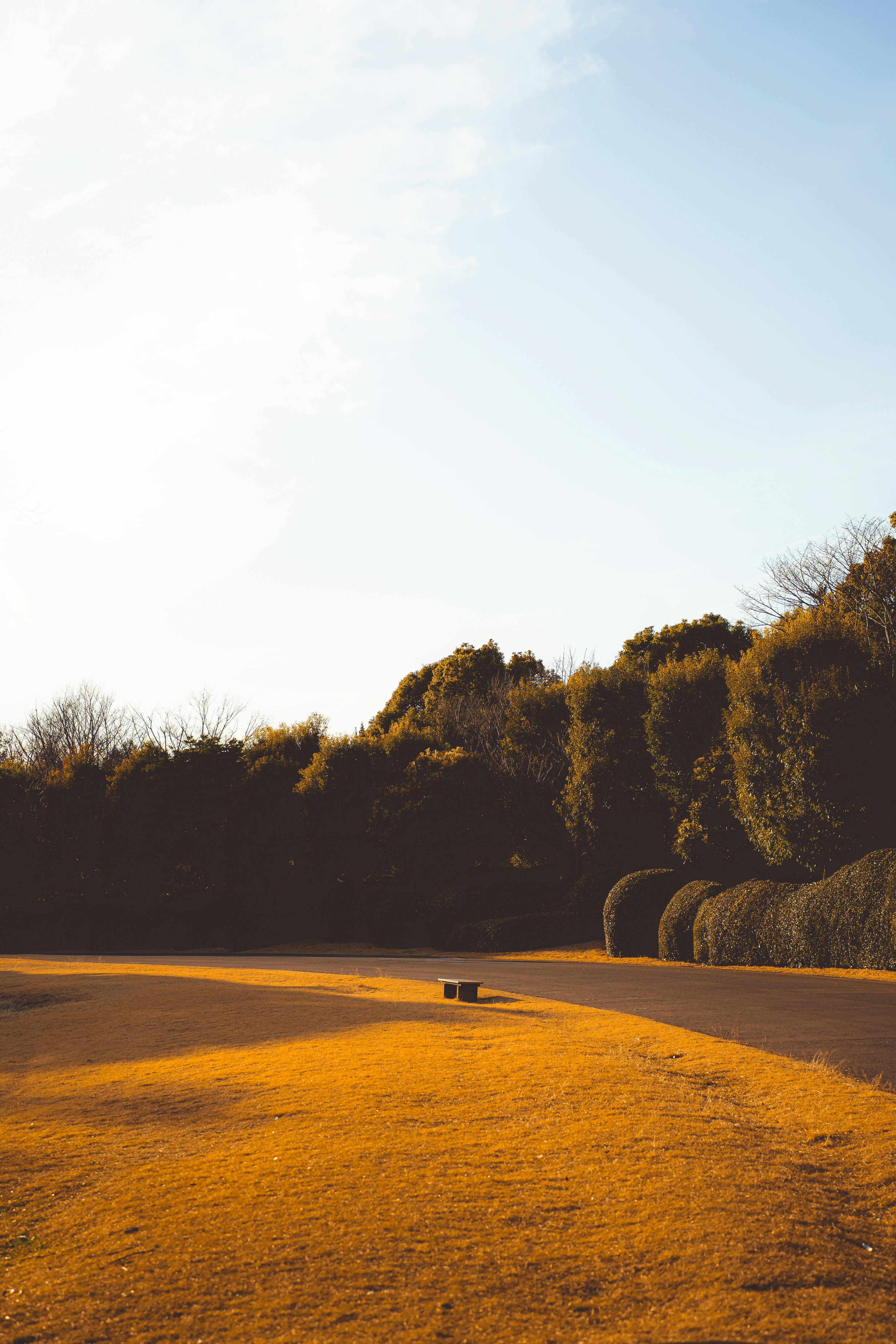 Gratis Smukt efterårslandskab i en park i Tokyo med farverig løvgang, fanget i dagslys. Lagerfoto