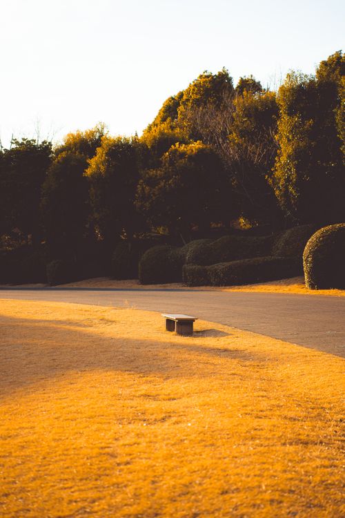 Free Tranquil autumn scene in a Tokyo park with a lone bench and golden foliage. Stock Photo