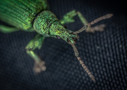 Close Upfoto Van Weevil