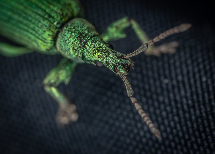 Close-Up Photo Of Weevil