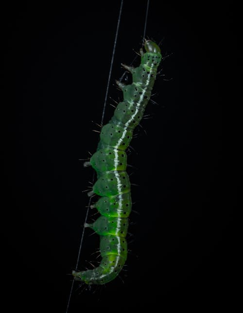 Foto De Primer Plano De Caterpillar