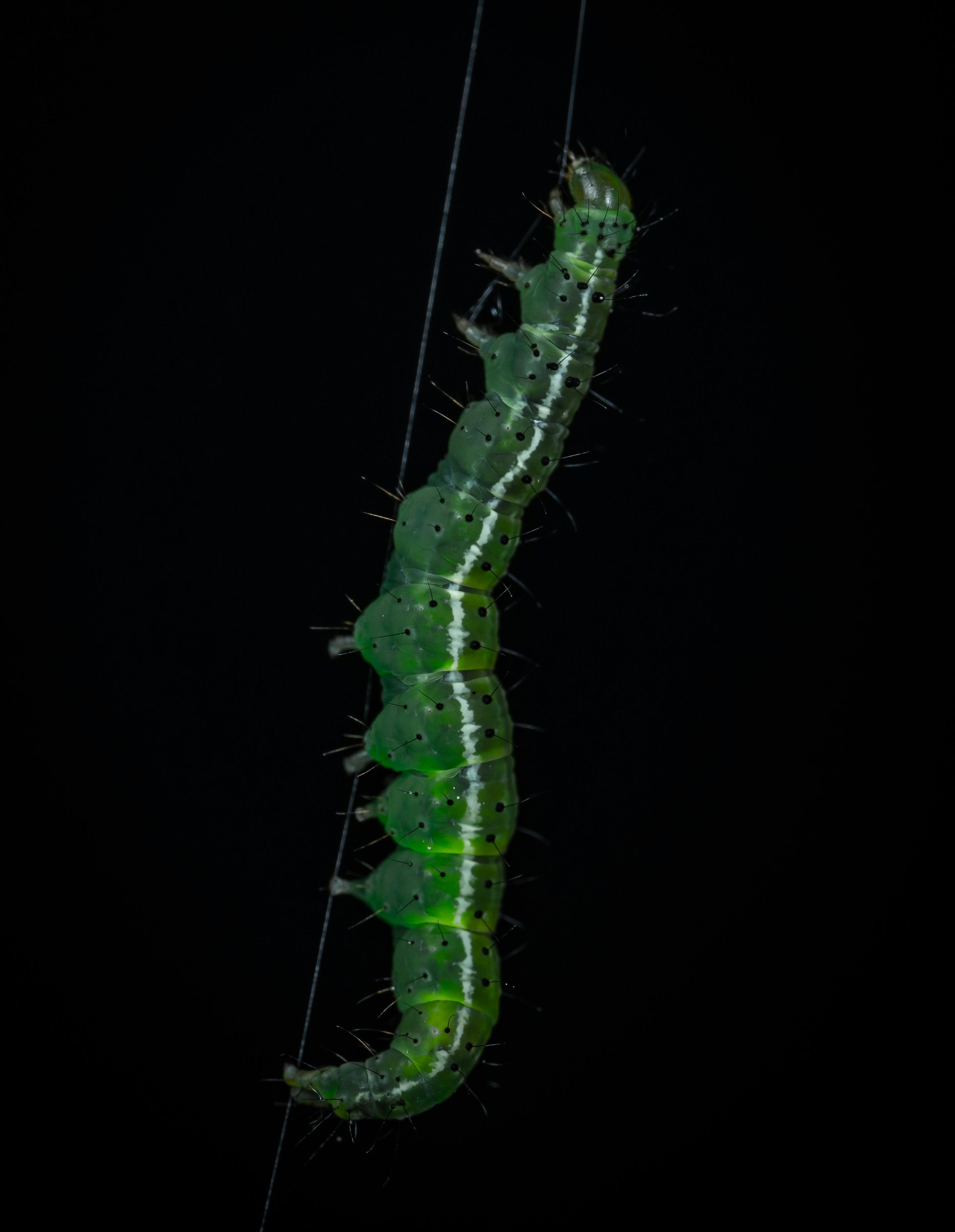 CloseUp Photo of Caterpillar · Free Stock Photo