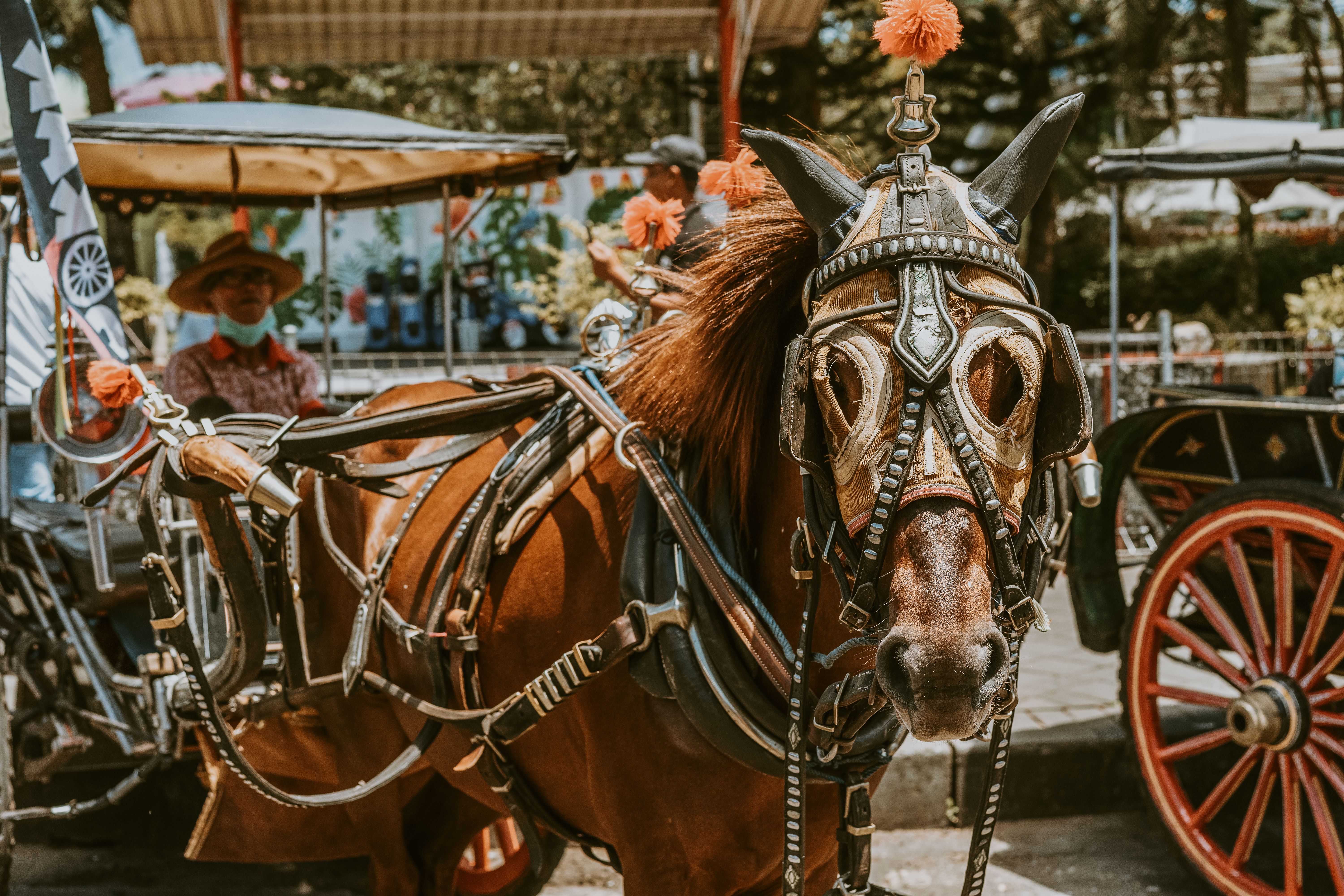 1.000+ Foto Horse+girl+onlyfans+leaks Terbaik · Unduh Gratis 100%