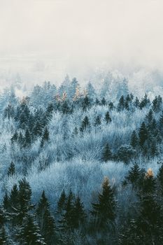 Serene winter forest with misty fog and snow-covered trees creating a tranquil atmosphere.