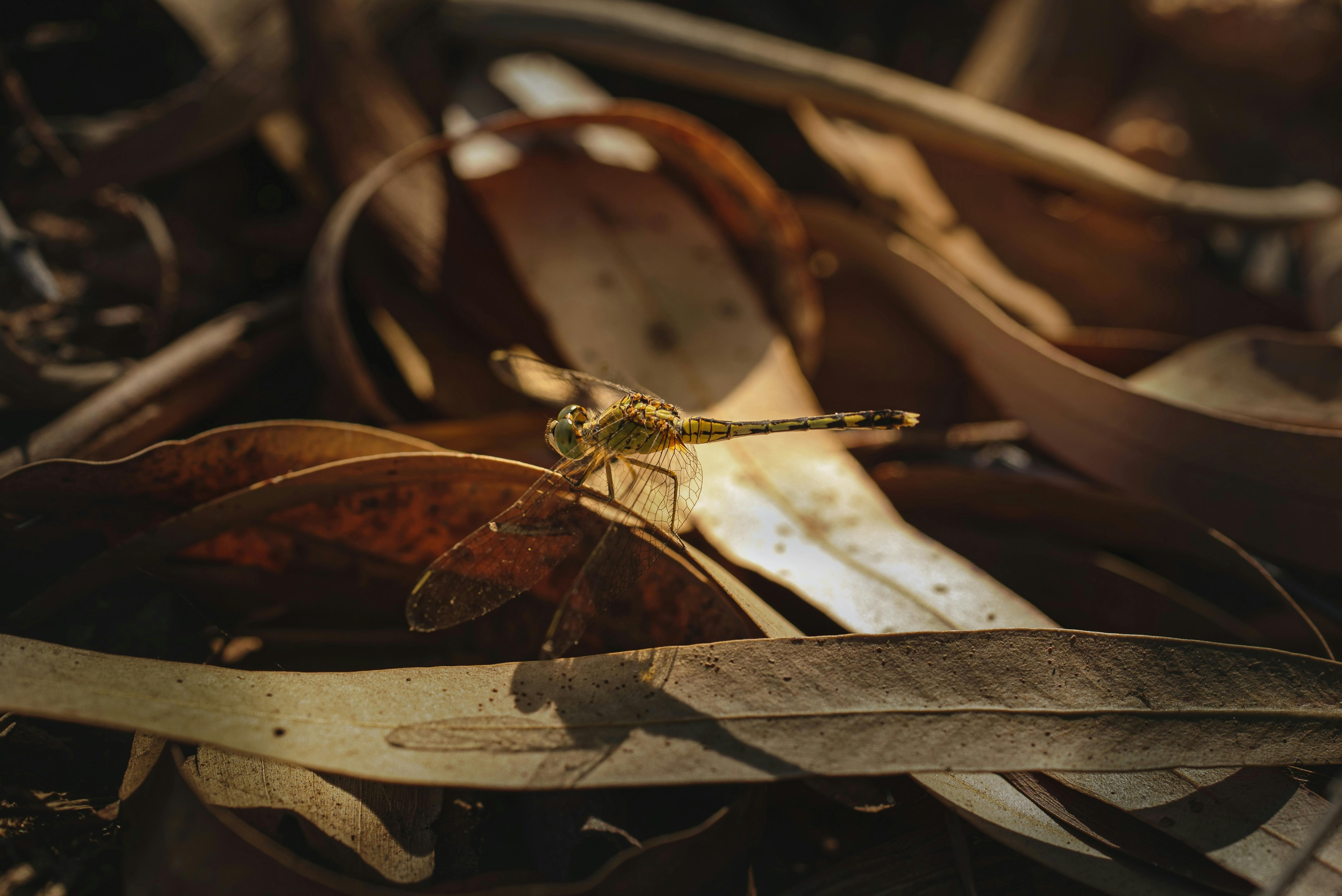 Безкоштовне стокове фото на тему «odonata, Азія, антени» стокове фото