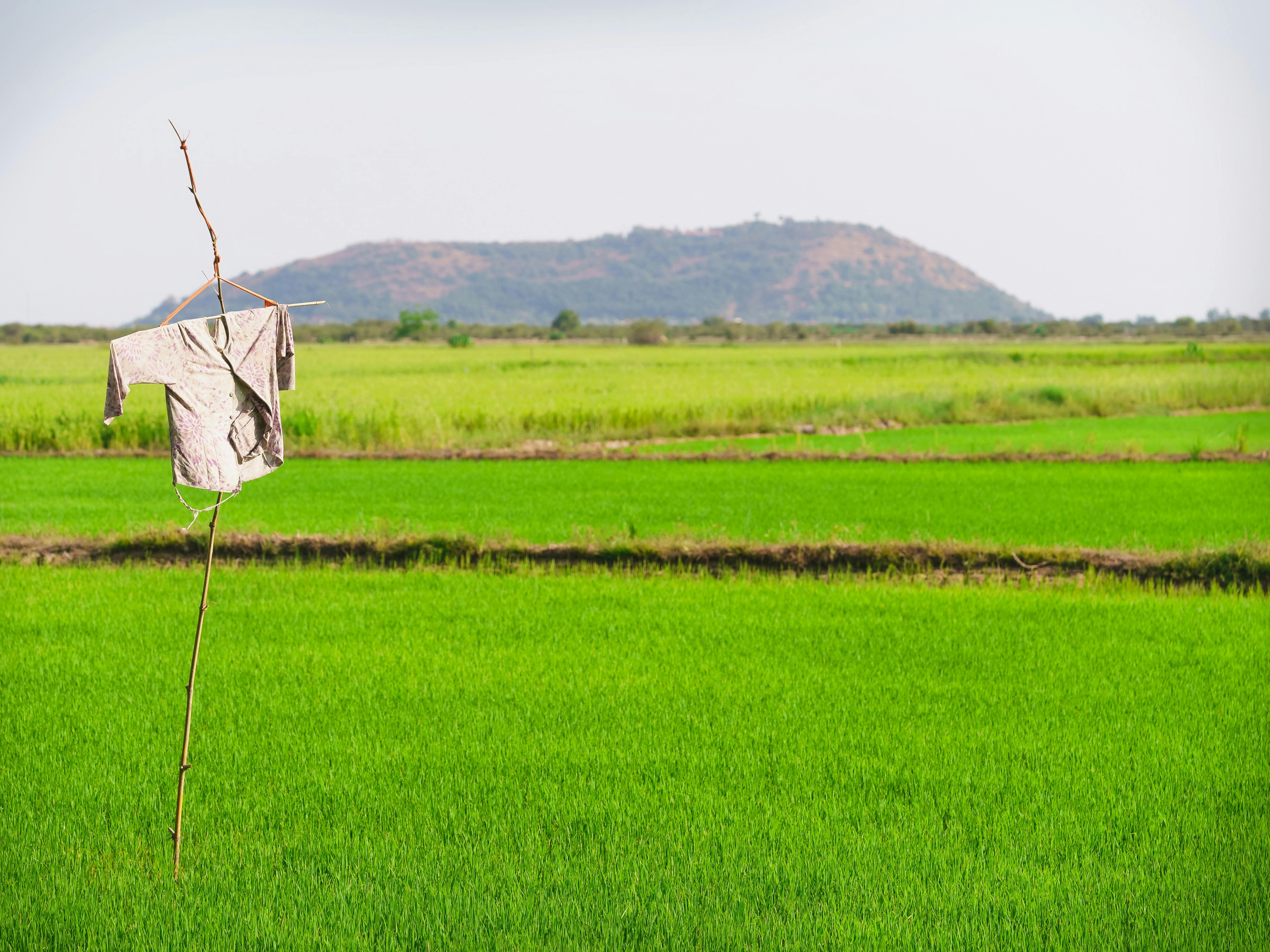 免費 下田, 亞洲, 亞洲農業 的 免費圖庫相片 圖庫相片