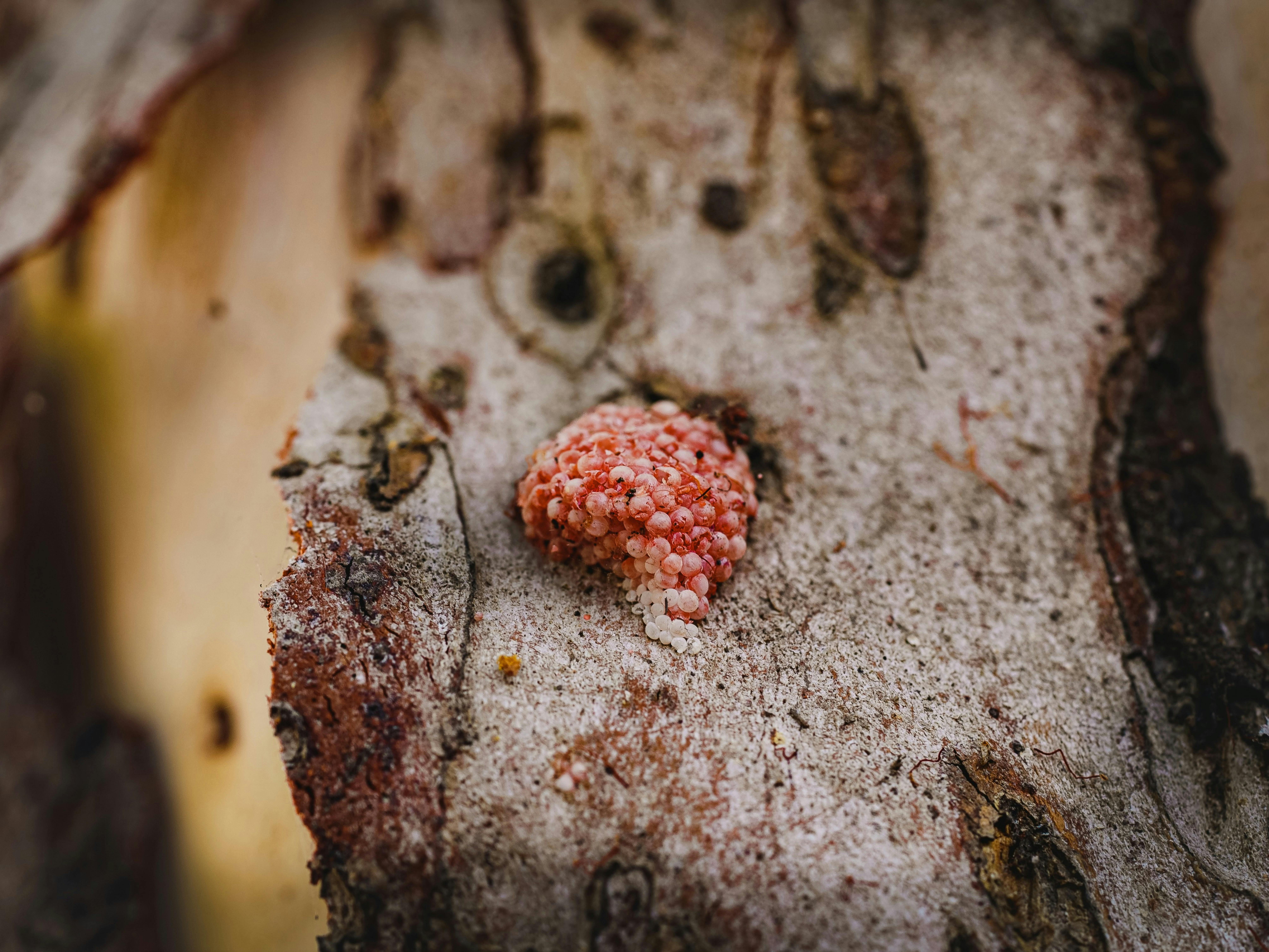 ingyenes Részletes makrófelvétel rózsaszín csigapetékről durva fakérgen egy kambodzsai erdőben. Stockfotó