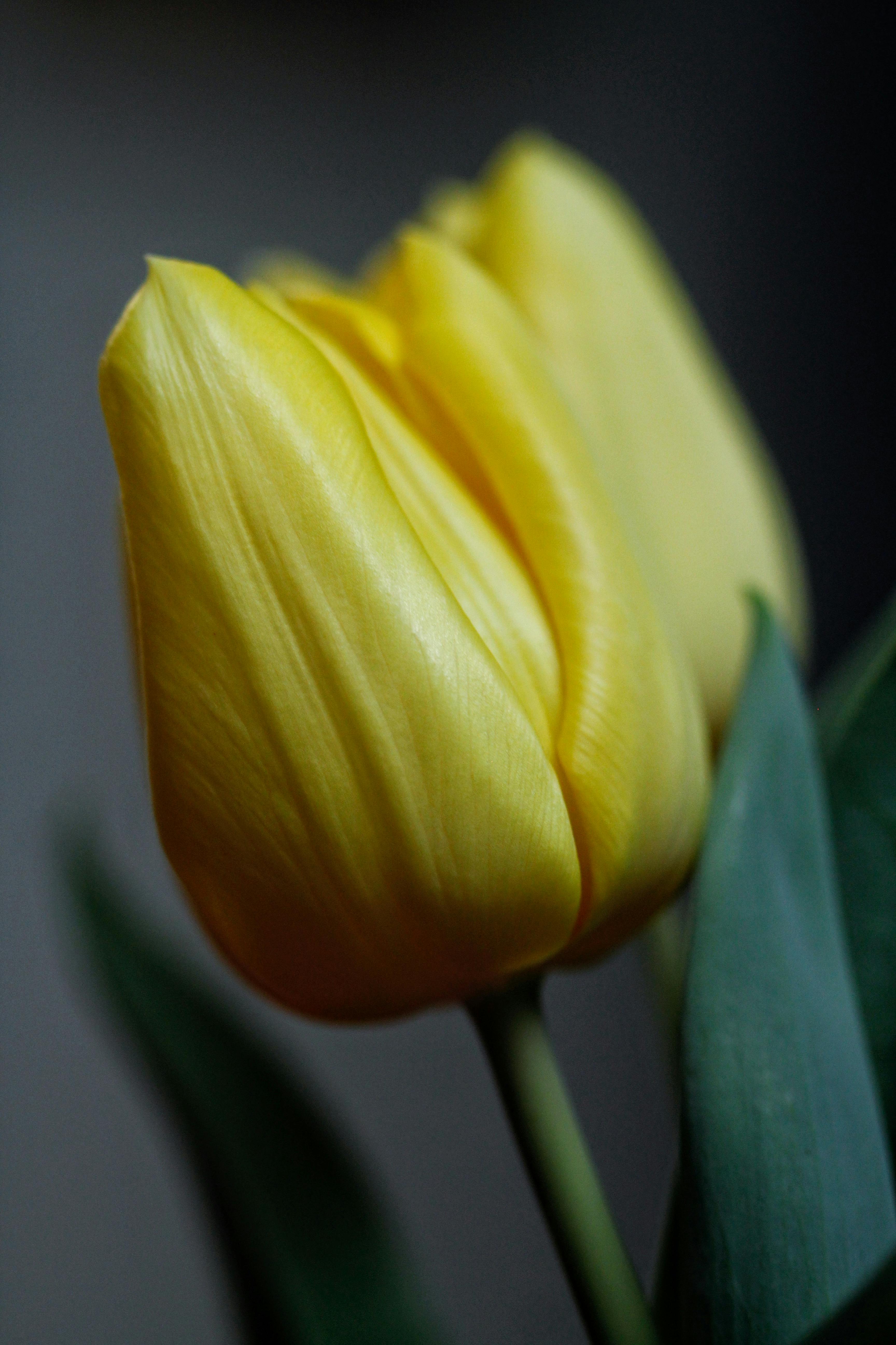 Bezpłatne Darmowe zdjęcie z galerii z botaniczny, dekoracja, dekoracyjny Zdjęcie z galerii