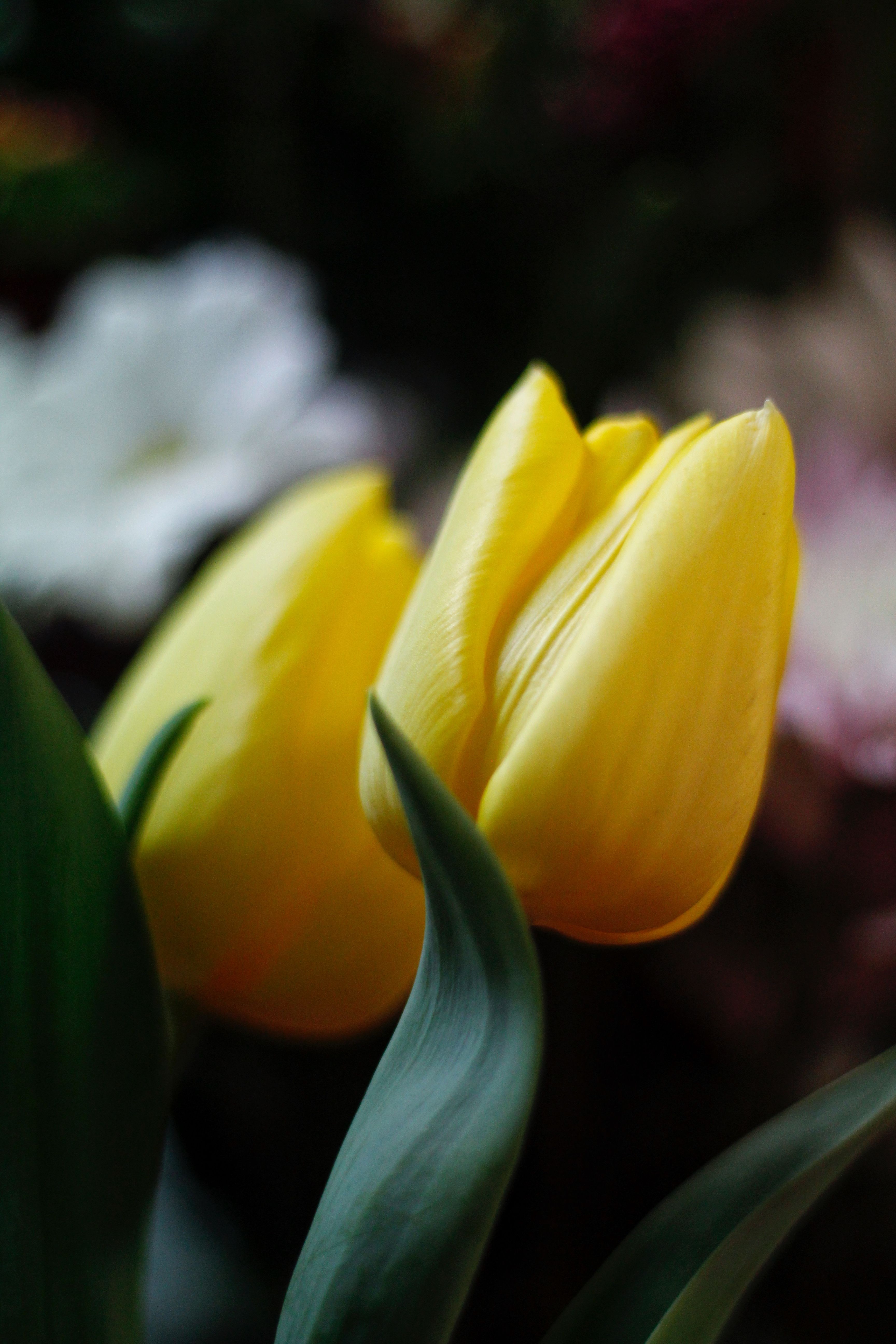 Yellow Tulip Photos, Download The BEST Free Yellow Tulip Stock Photos ...