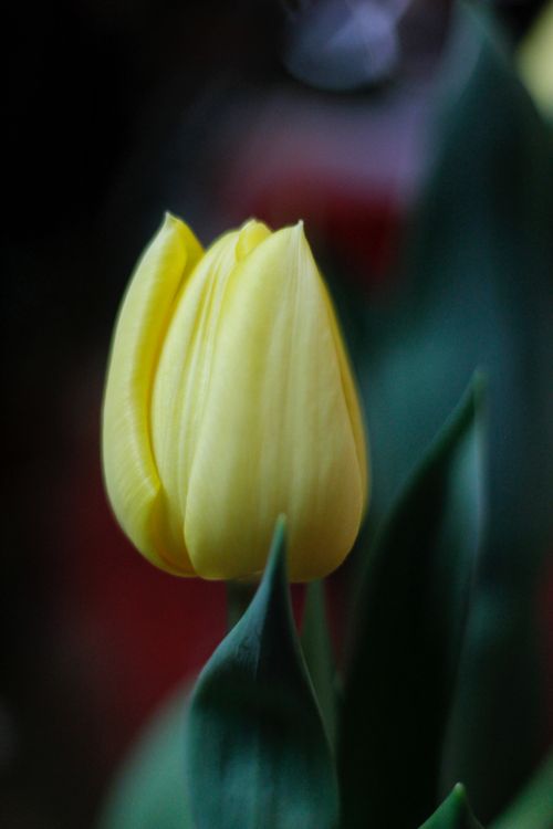 Free A vibrant close-up of a fresh yellow tulip blossom showcasing spring beauty and elegance. Stock Photo