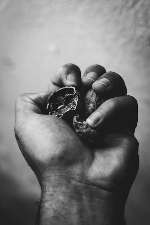 Free A Person's Fist With Walnuts  Stock Photo