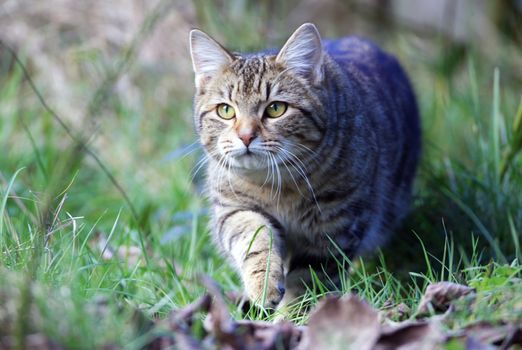 Domestic vs Wild Cats: Hunting Styles and Evolution