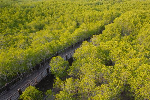 Free stock photo of mangrove, mangrove forest Stock Photo