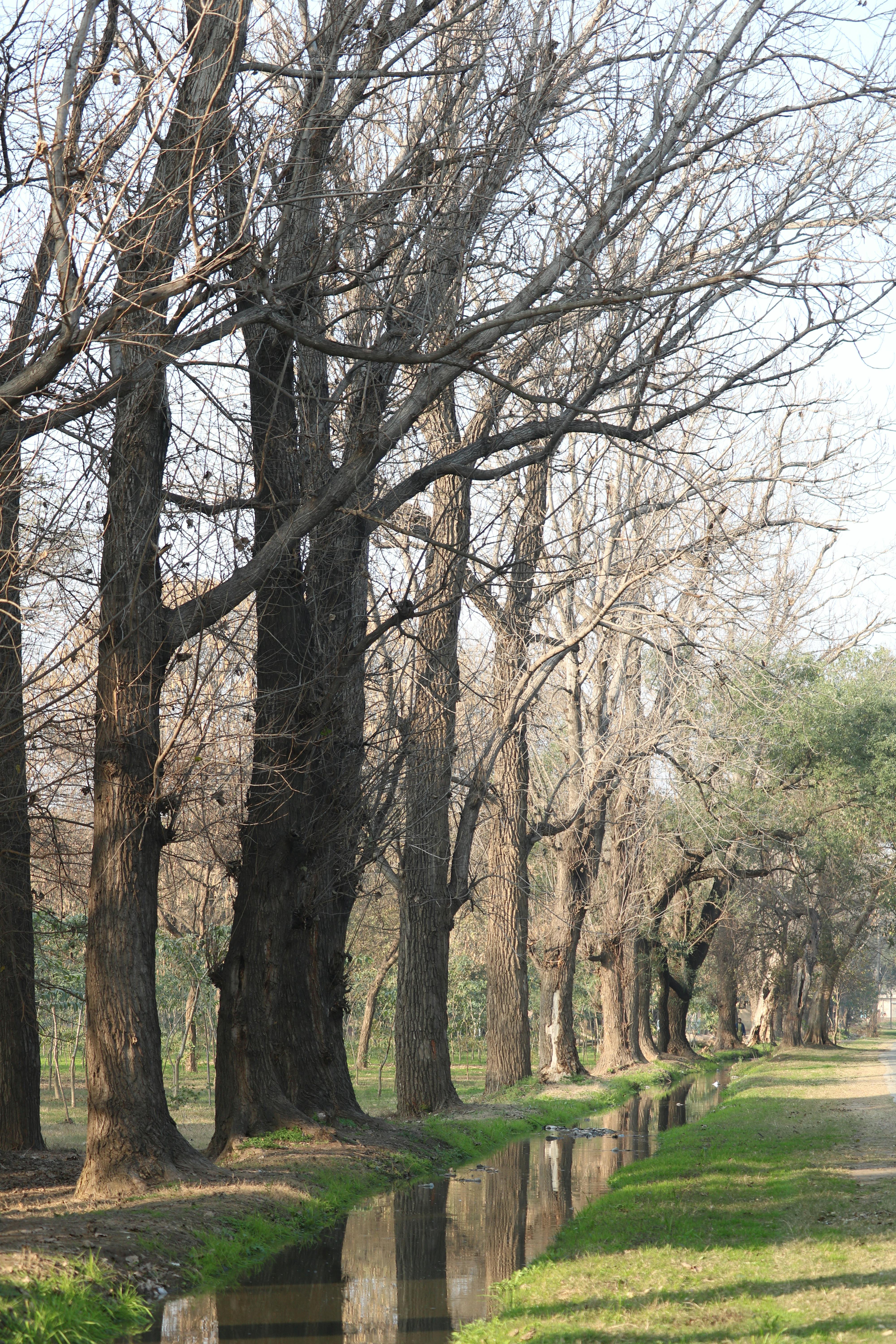 Gratis Pemandangan tenang jalan setapak yang dipenuhi pepohonan dengan aliran sungai yang damai, sempurna untuk jalan-jalan santai di awal musim semi. Foto Stok