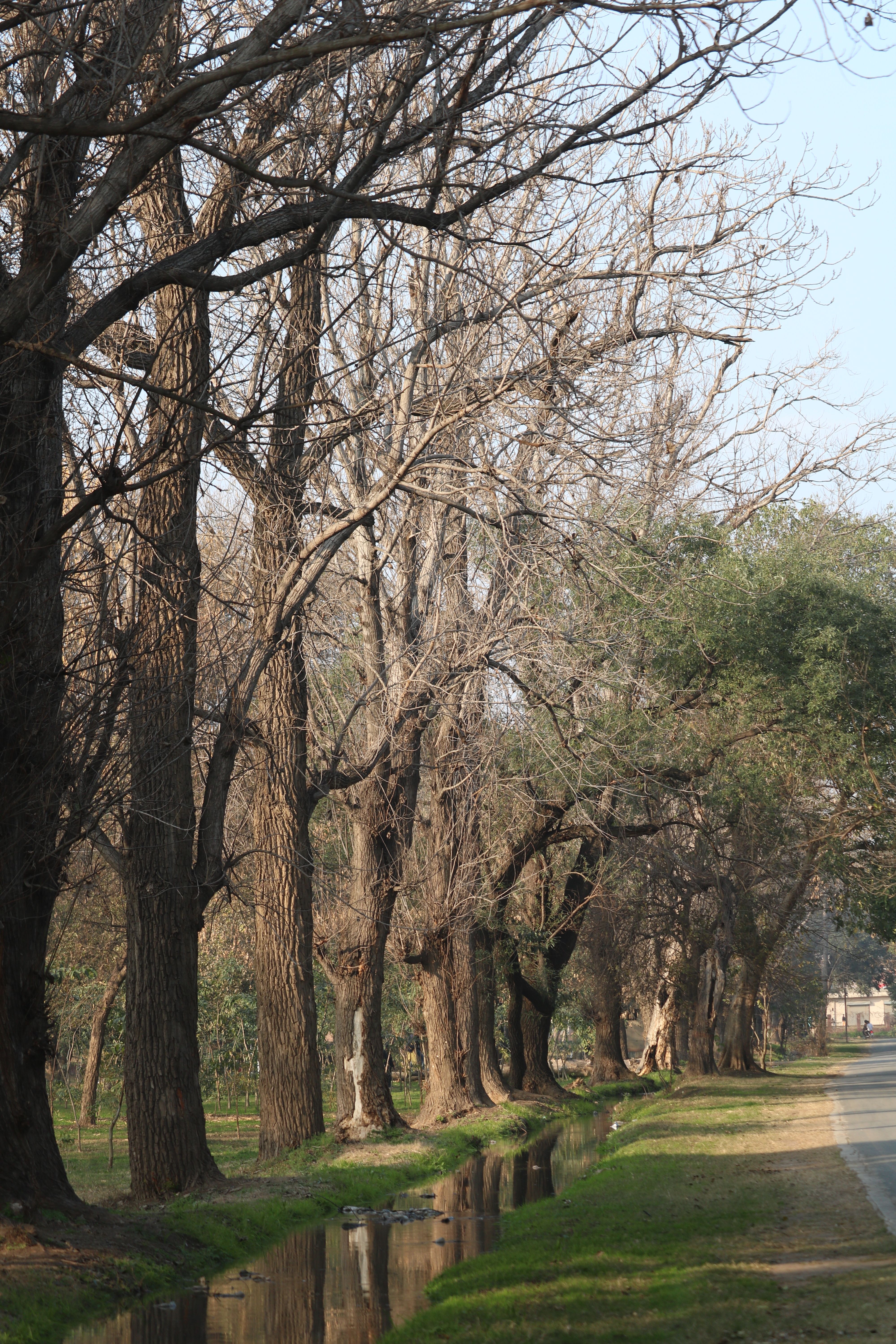 Scenic Winter Road Lined with Bare Trees · Free Stock Photo
