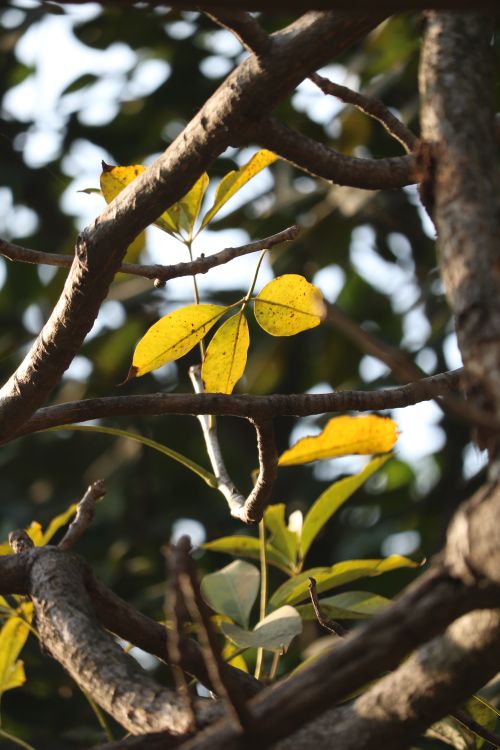 Free Close-up of yellow leaves illuminated by sunlight amidst intertwined branches. Stock Photo