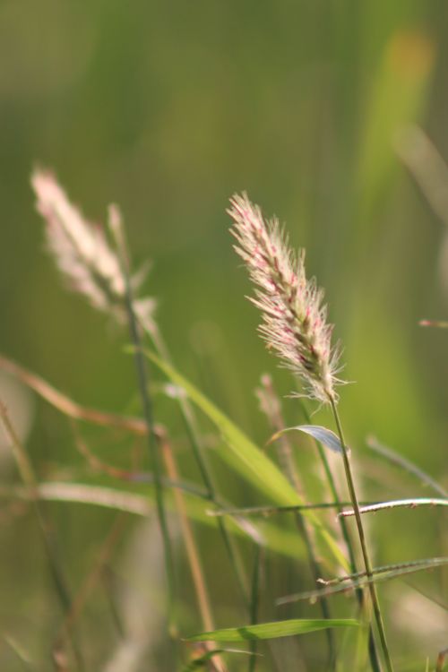 Free A serene close-up of delicate grass stalks bathed in warm sunlight. Stock Photo