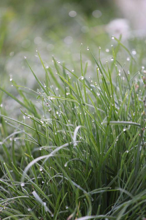 Free Close-up of fresh green grass with dew droplets in the morning light, creating a serene nature scene. Stock Photo