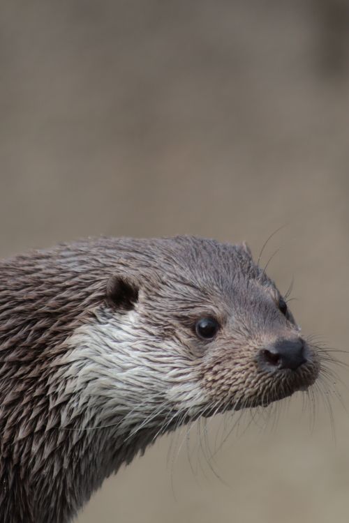 Free A detailed portrait of a Eurasian otter (Lutra lutra) focusing on its expressive face in the wild. Stock Photo