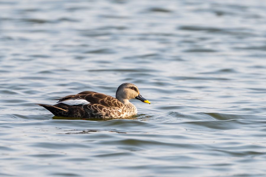 Sukhna Lake photo 3