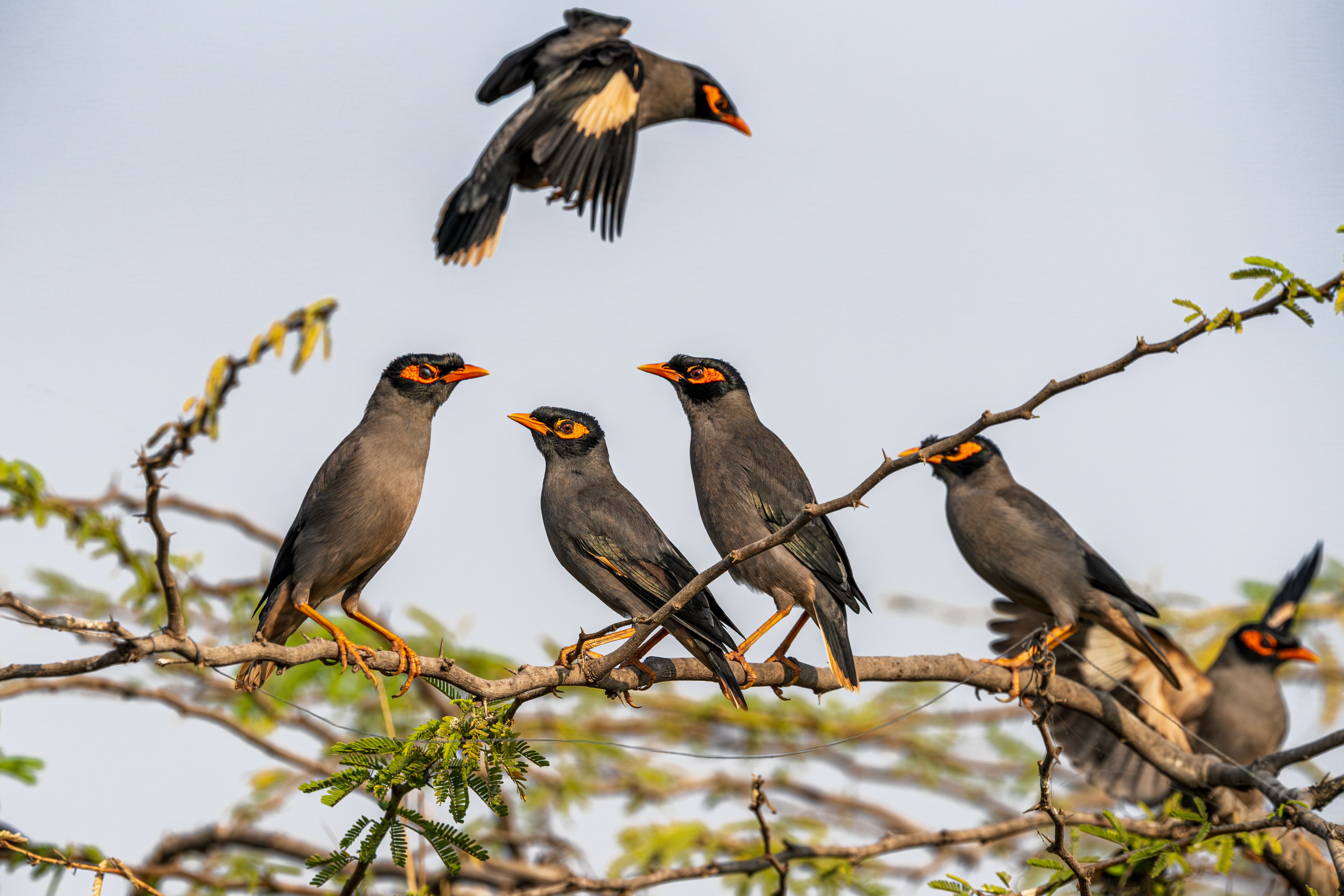 A group of bank mynas perched on a branch with one in flight, captured in Jamnagar, Gujarat, India.