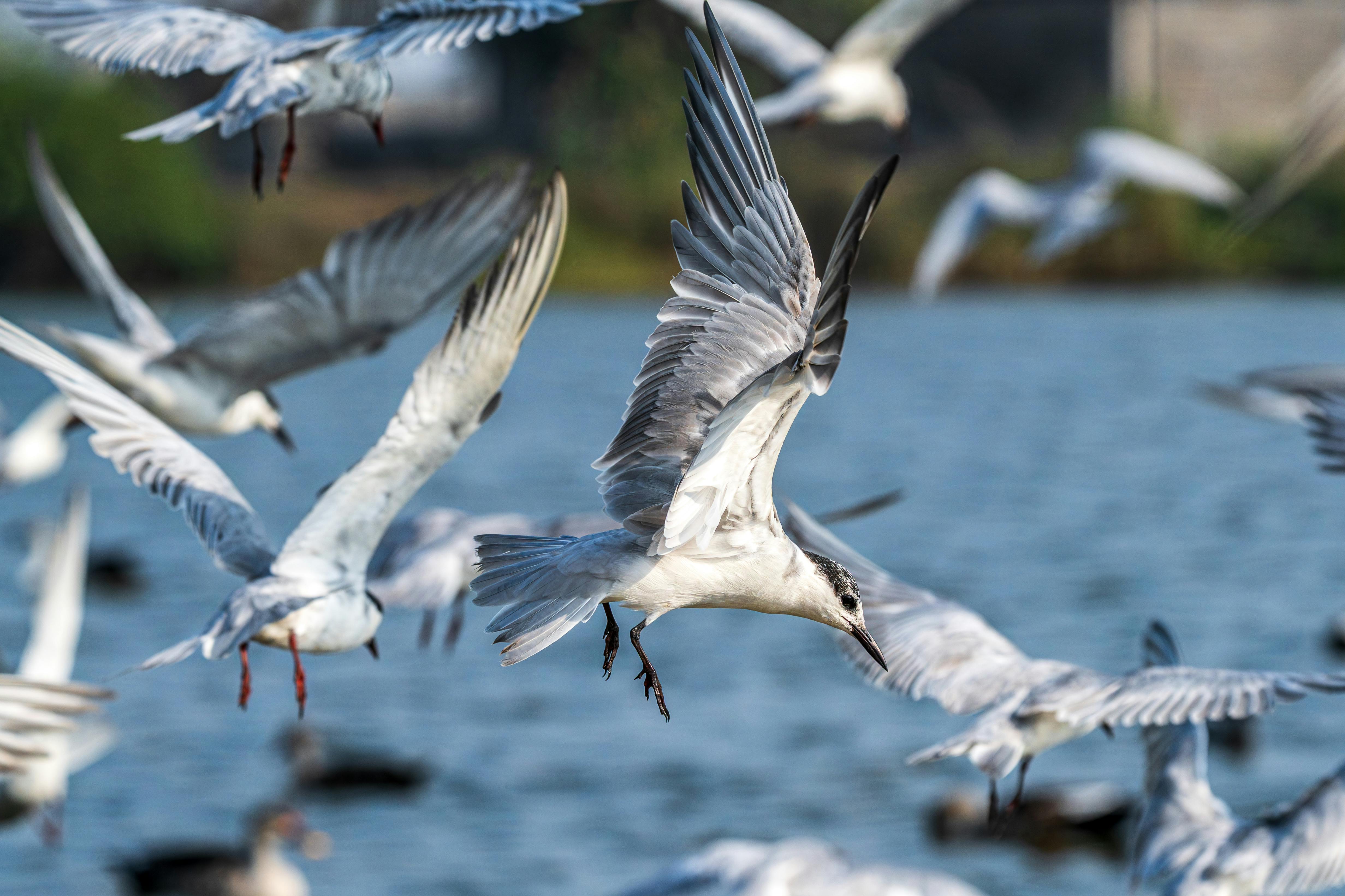 Dynamic action shot of whiskered terns in flight over Jamnagar wetlands, Gujarat, India.