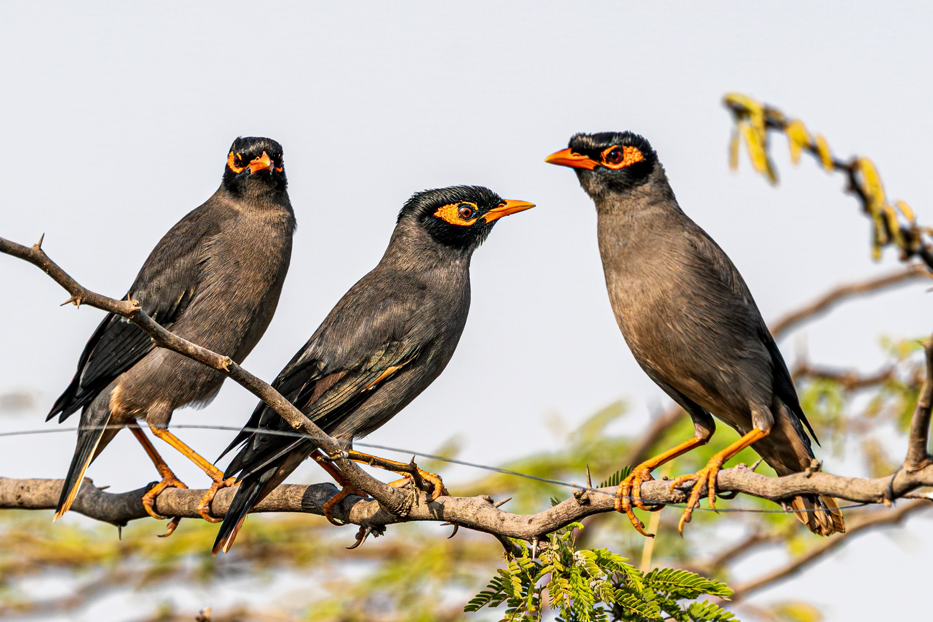 A group of bank mynas (Acridotheres ginginianus) perched on a branch in Jamnagar, illustrating South Asian avian wildlife.
