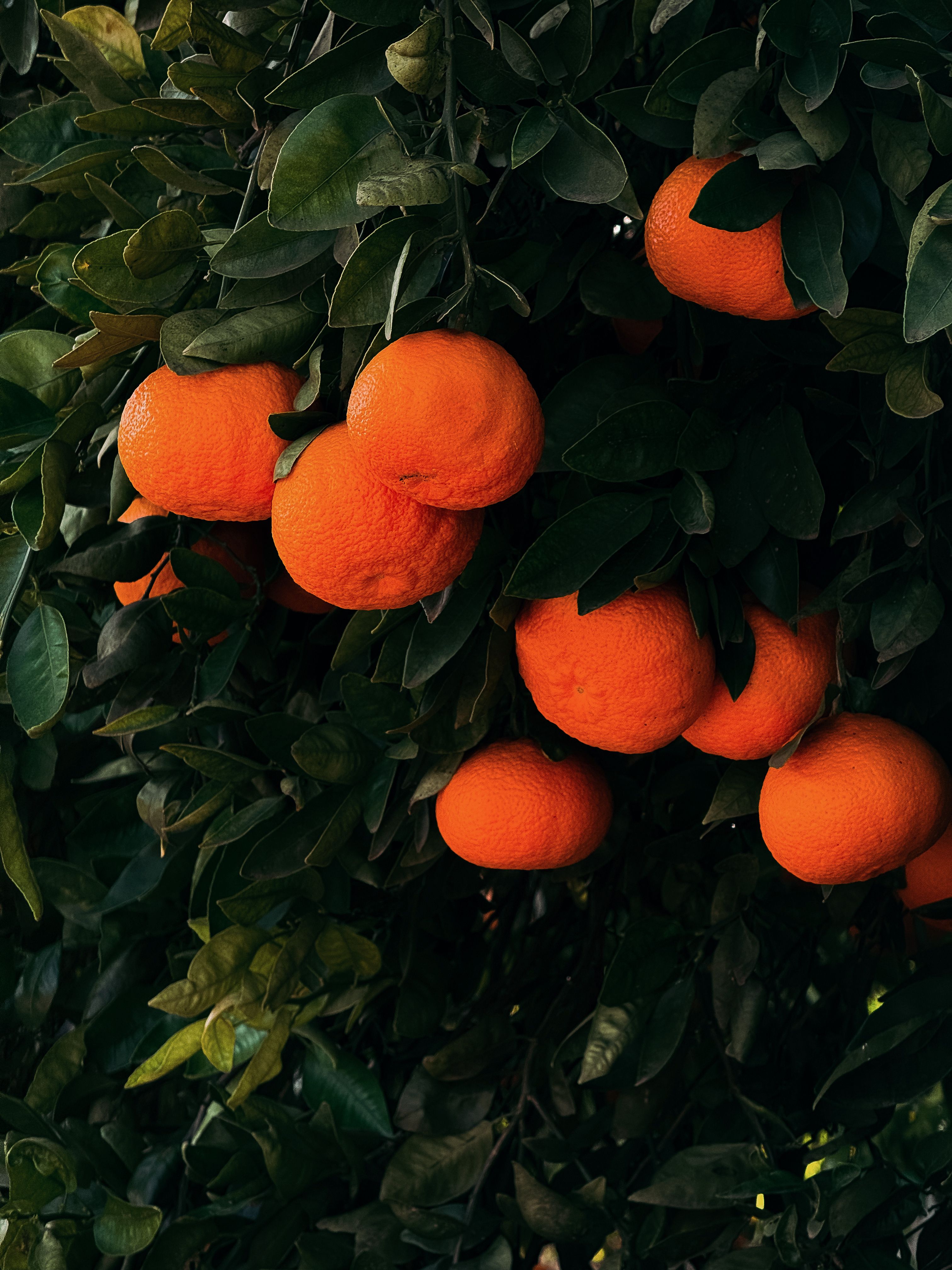 Mandarins on the branch
