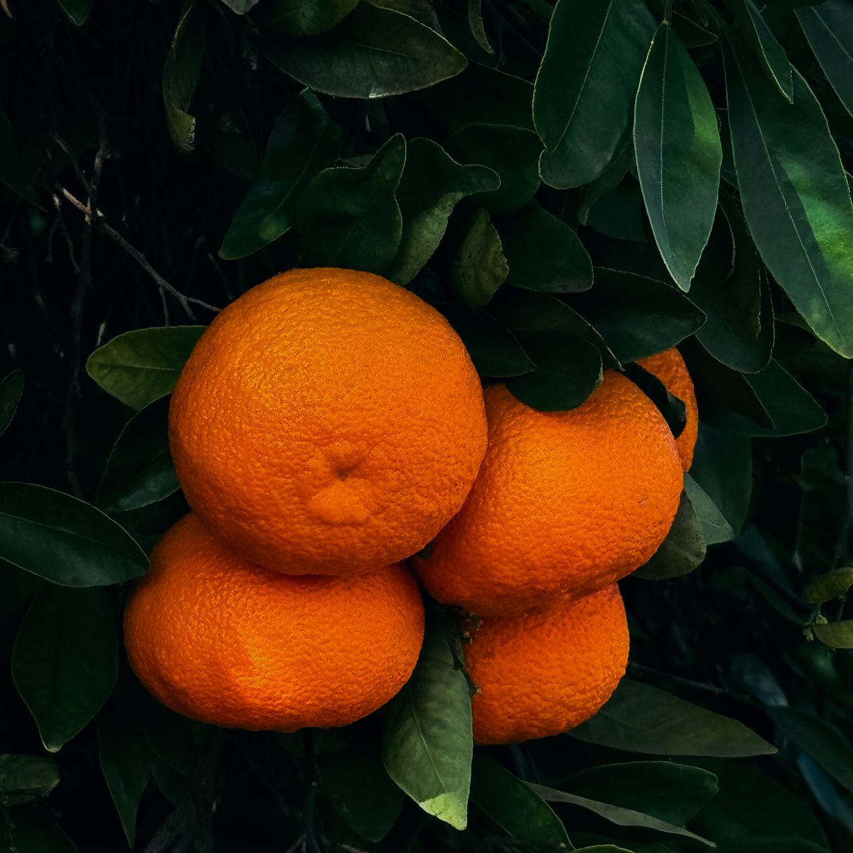 Grafted Valencia Orange fruit